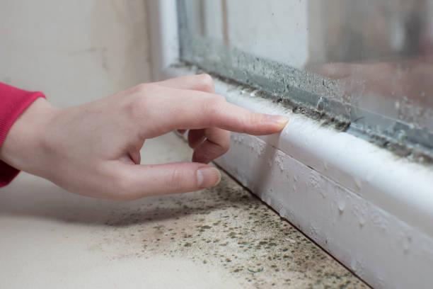 Best Attic Mold Removal  in Blissfield, MI